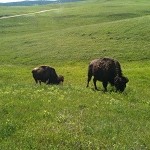 blackhills_bufallo1_2011