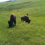 Black hills Buffalo