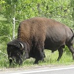 Up close Buffalo